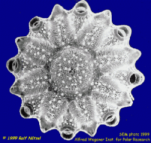 centric diatom