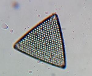 early diatom small
